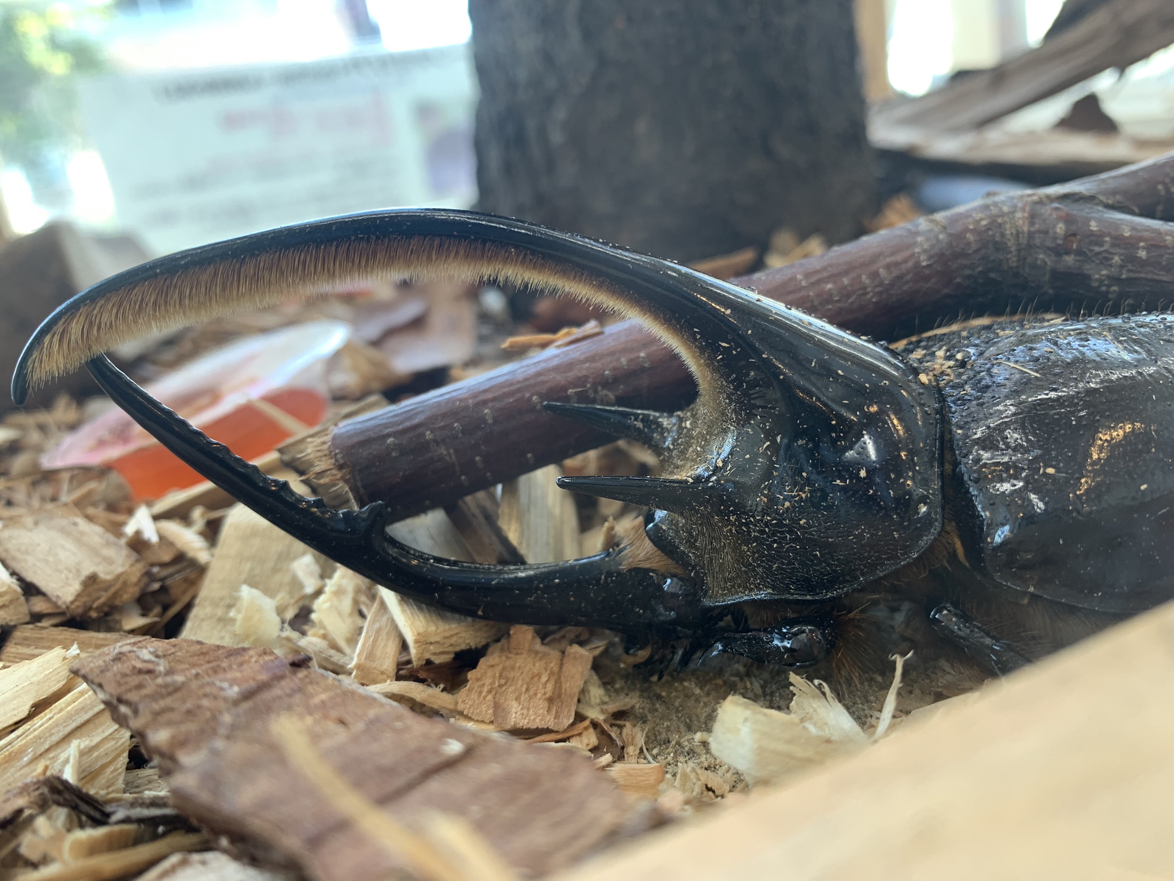 おそうじ屋さんに新しいカブトムシがやって来ました 株式会社プリーズコミュニティ